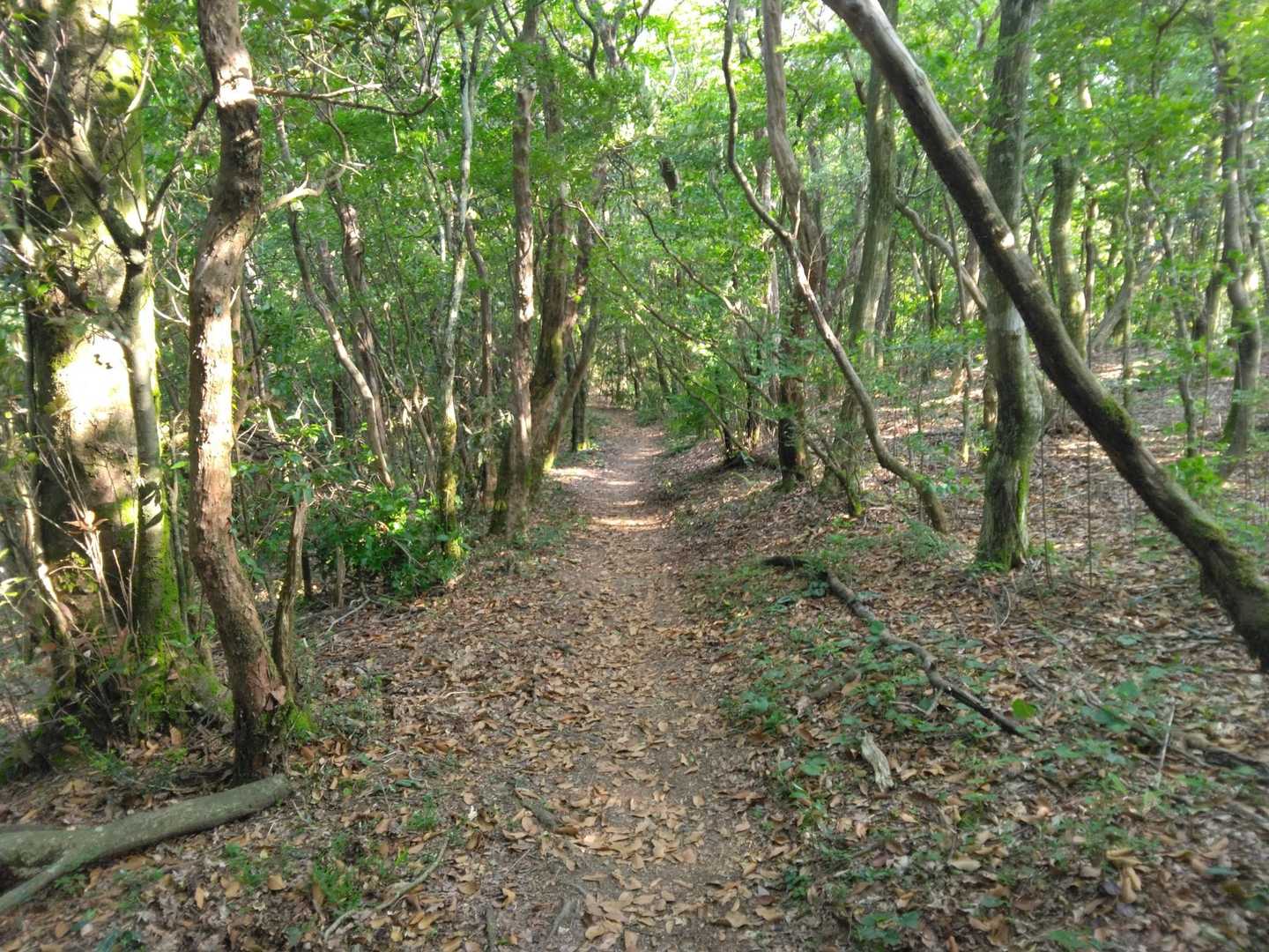 新緑の明るい九州自然歩道を進みます