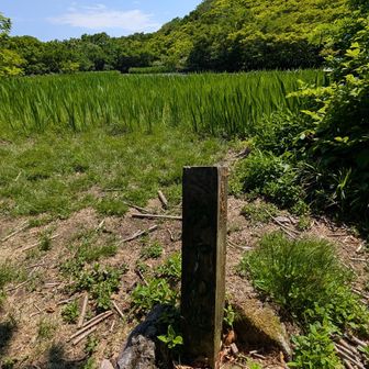 アヤメ池
アヤメの苗がびっしり