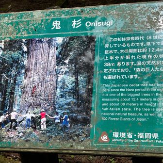 😲紀元杉並みの太さ