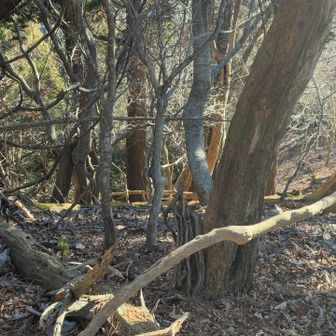 東の斜面を「走って」下りていった
そのあまりの足の速さに唖然😳

ヤマドリだったような気がする
驚かせてごめん
でも私は会えてうれしい🥹