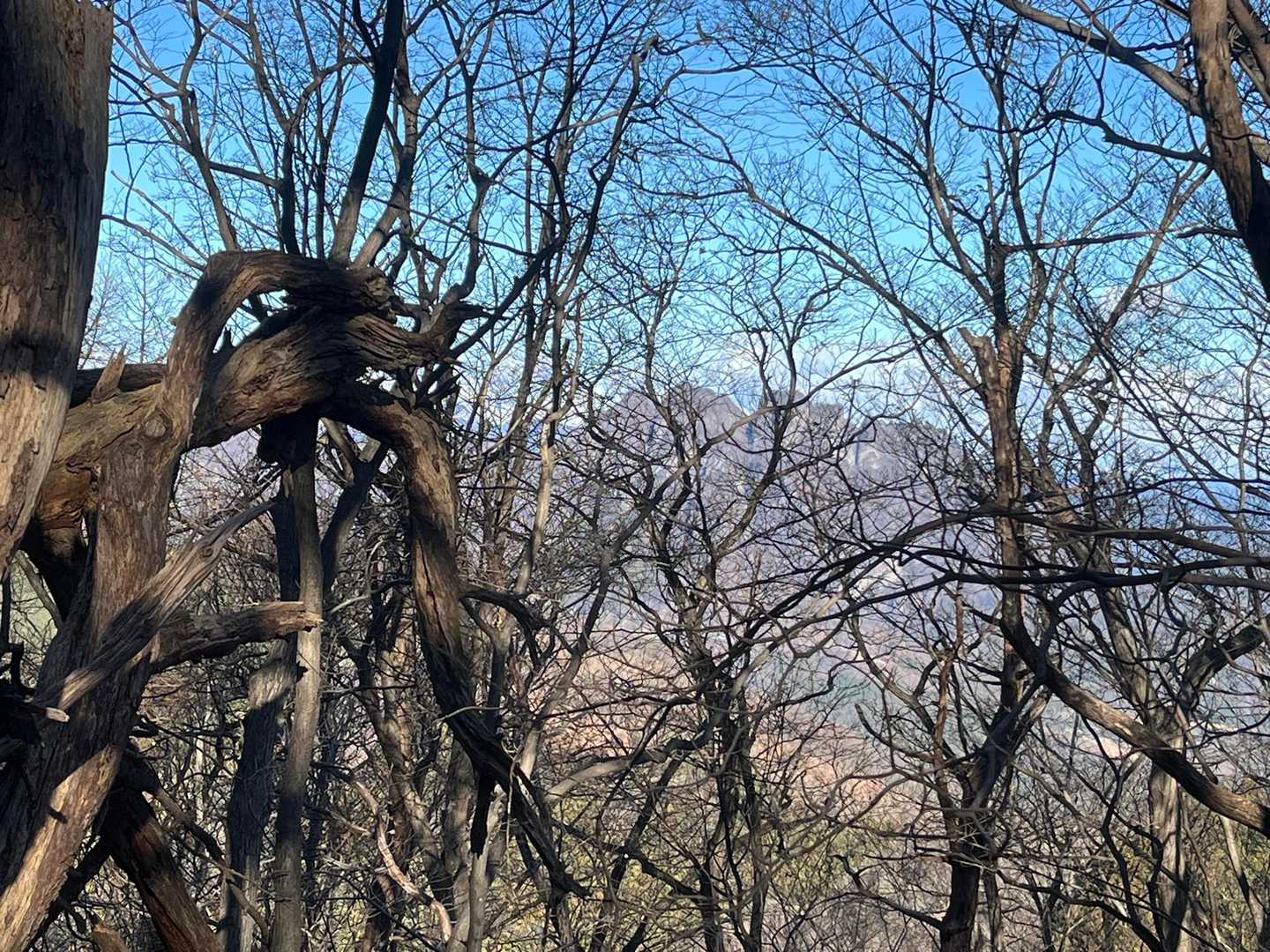 枝越しに妙義山