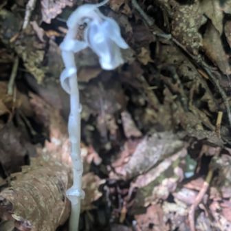銀竜草がこんな時期にでてました
アキノギンリョウソウでしたか