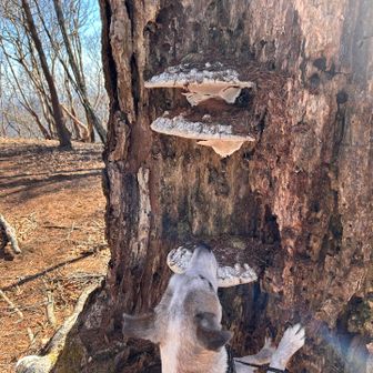 立派なサルの腰掛け🐶くんくん
食べられませんよ