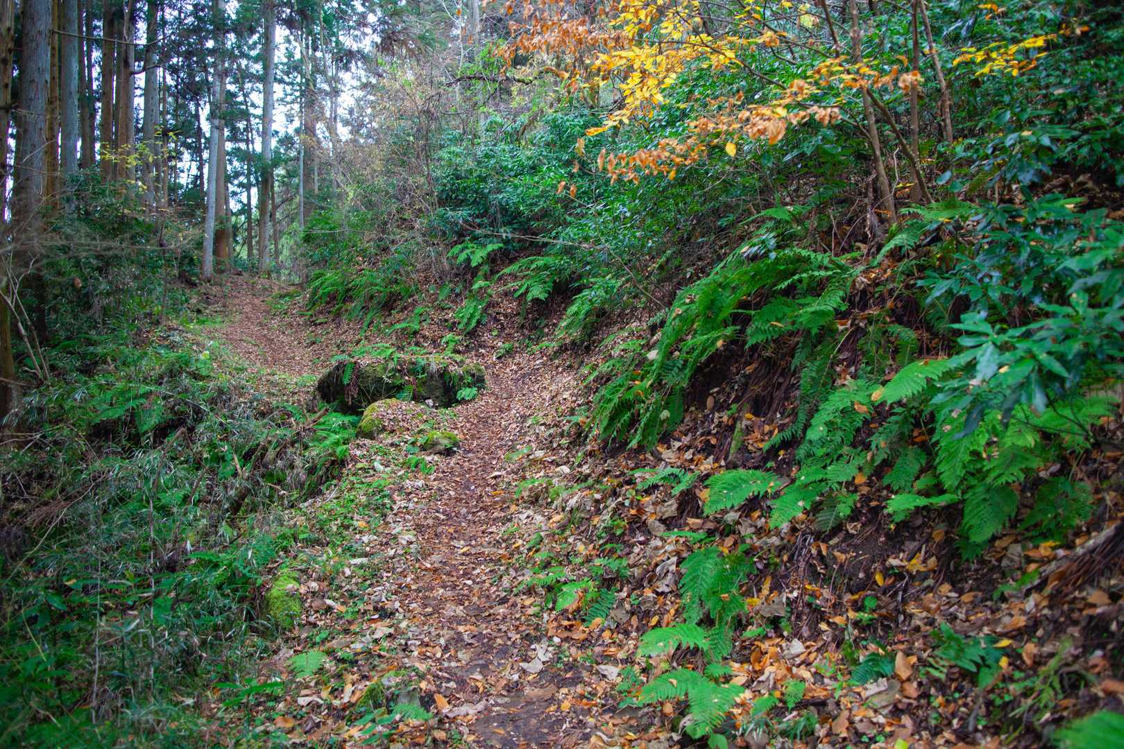 良き山道