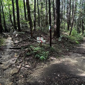 再び山道
