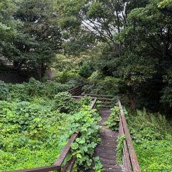 うっそうと草が生えていて花が咲いていない、虫が出そうなので行きませんでした