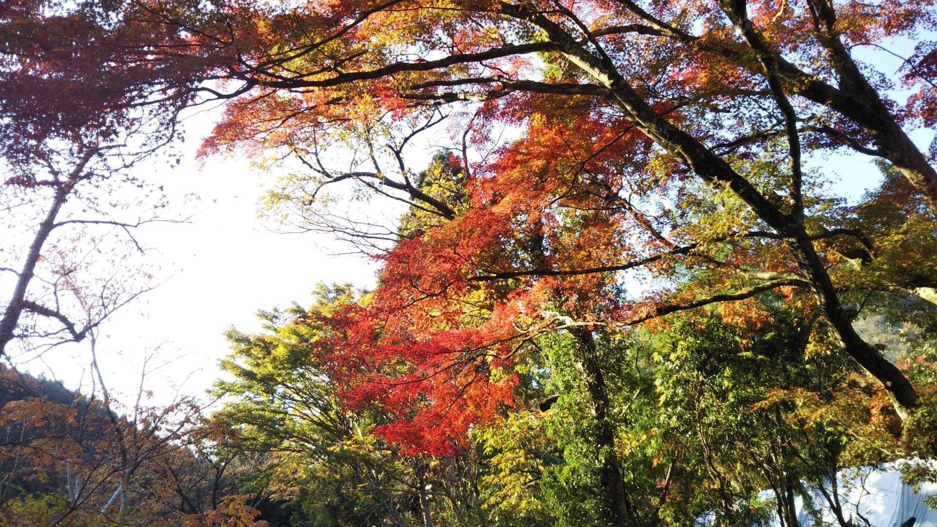 紅葉は綺麗は綺麗です。