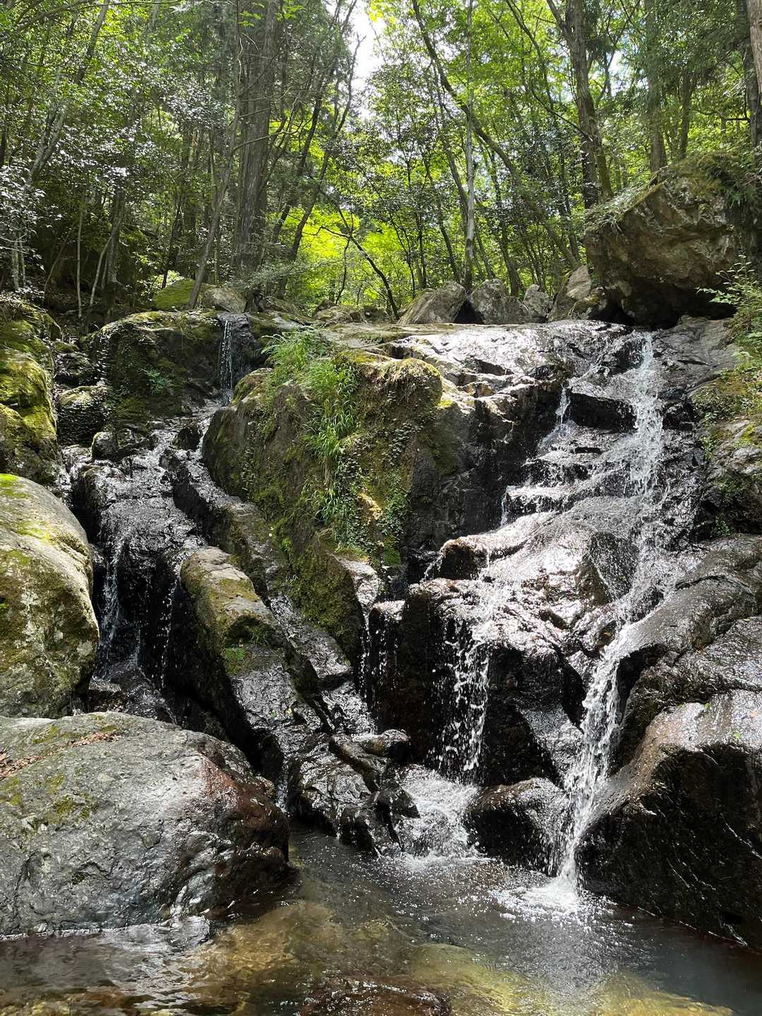 牛つなぎ広場-半国山 往復コースの写真