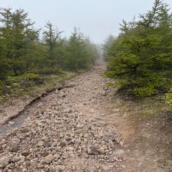 ひたすら真っ直ぐに登ります