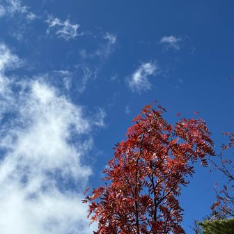 高山は秋模様でした🍂