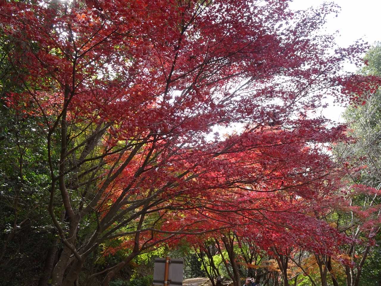 龍王山 往復コースの写真