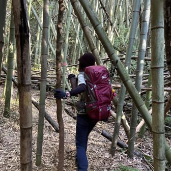 その後はなぜか竹林みたいなエリアも