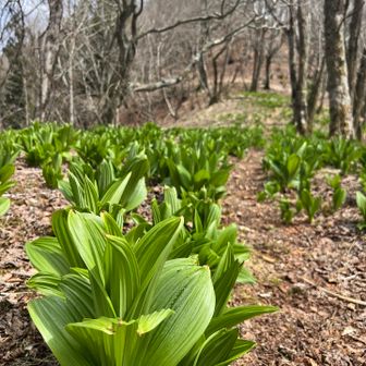 脊梁のお野菜が育ってきてます