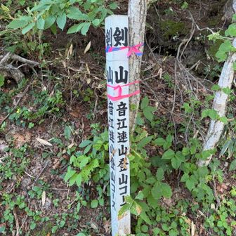 剣山⛰️到着
分岐の標識かと思い見逃すところだった💦
すでに汗ダク😓
