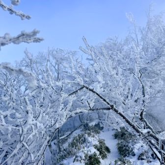 驚き桃の木アカギ