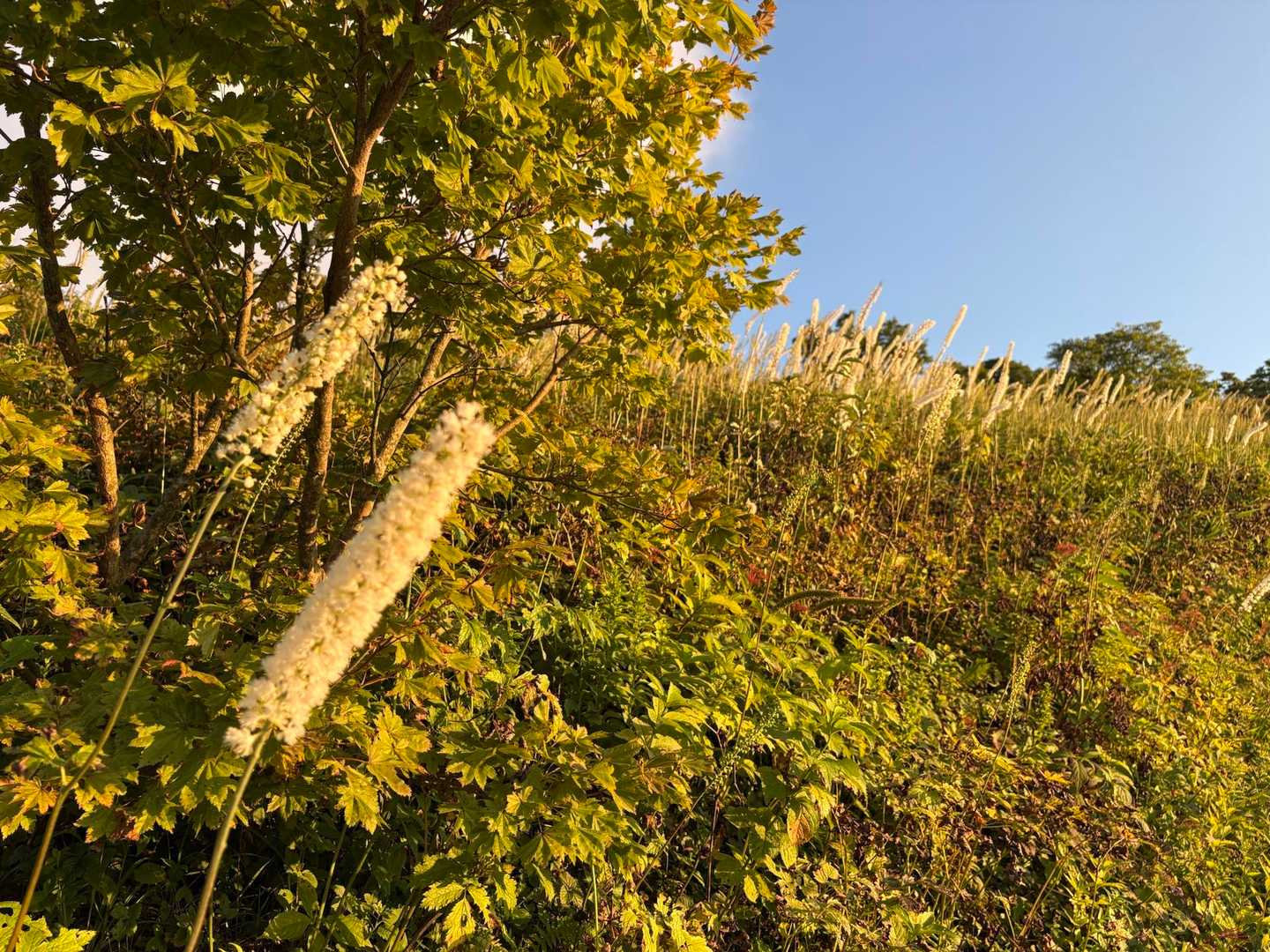 伊吹山西登山道入口-伊吹山 往復コースの写真