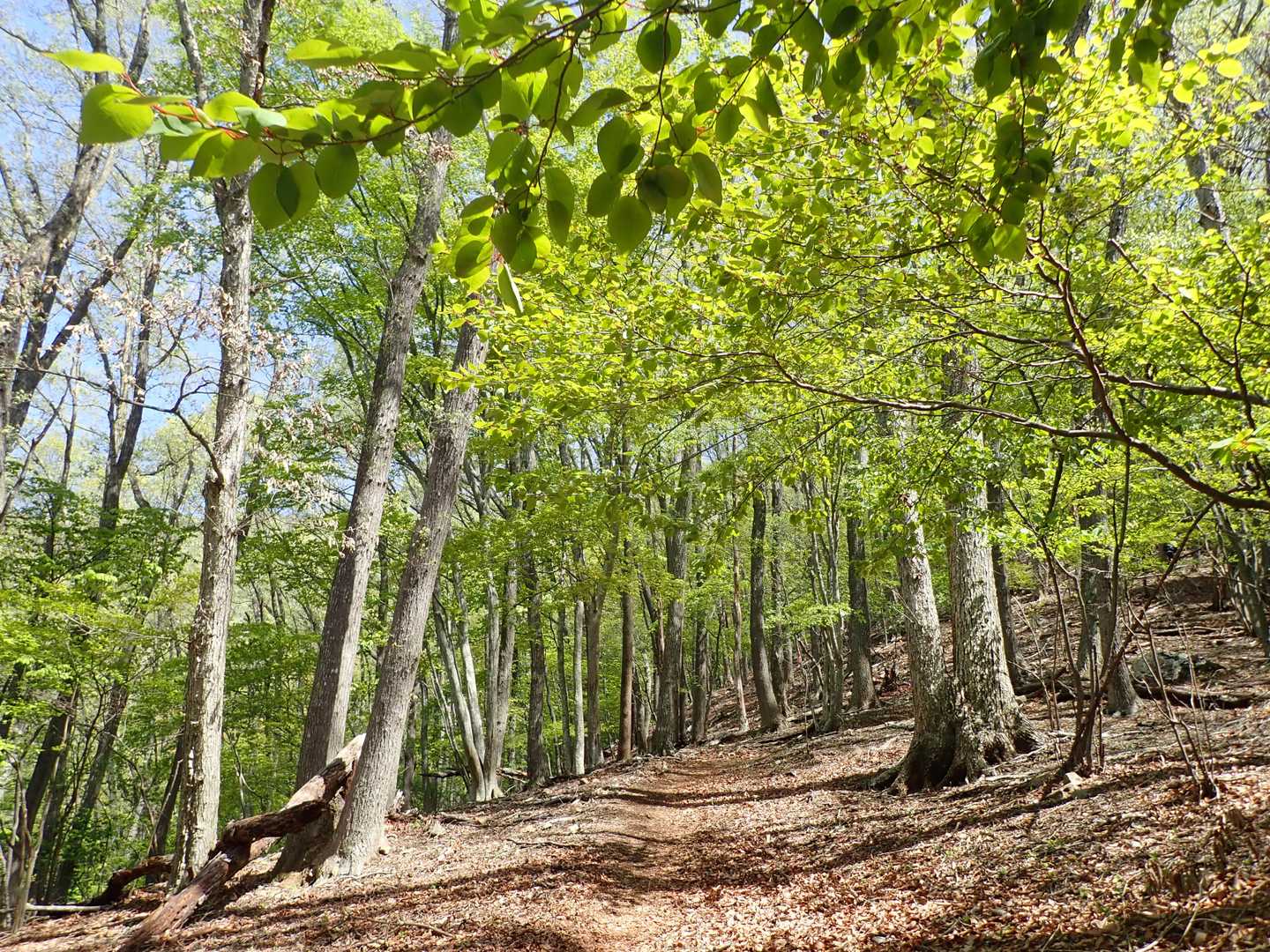 新緑の中を歩ける、いい季節になってきた。