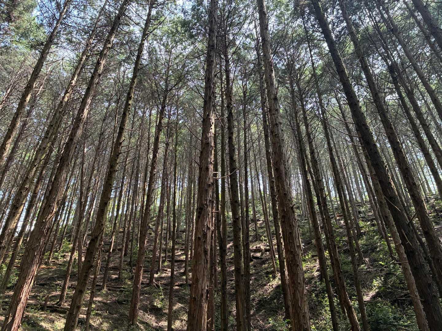 前坂コース入口-白山-妙見山-天狗山-黒田城入口 周回コースの写真