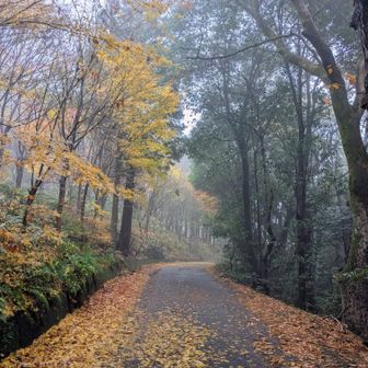 さぁ登山スタート！
まだわずかに残ってる紅葉🍁