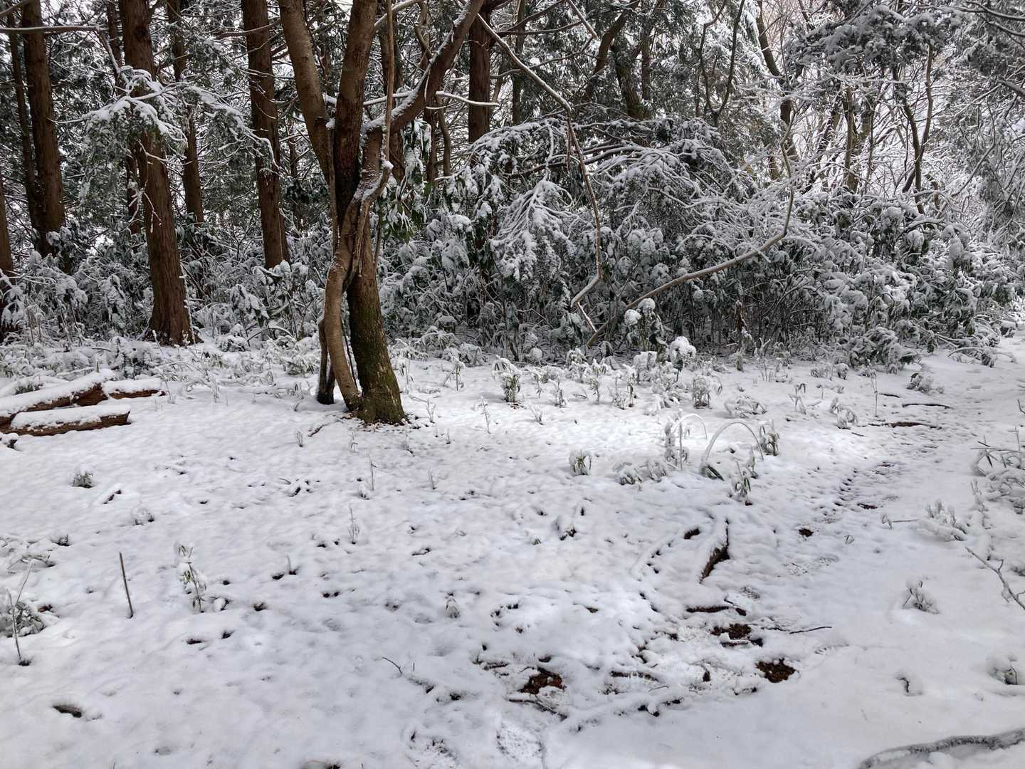 山頂です。山名板見つけられず😢
でも楽しい雪道戻ります‼️