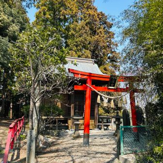🌸桜の大木がある天満宮でお詣り