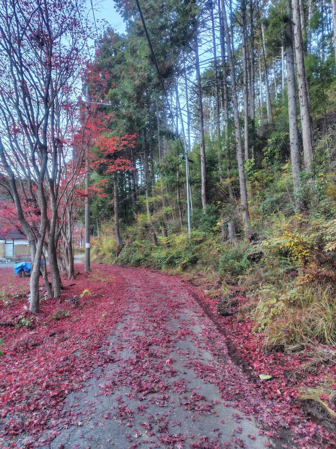 大川戸登山口-大川戸鉱泉跡-雨巻山 往復コースの写真