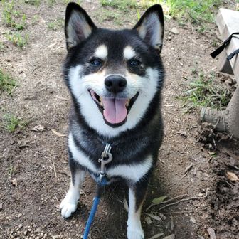 む　さ　し　パ　パ