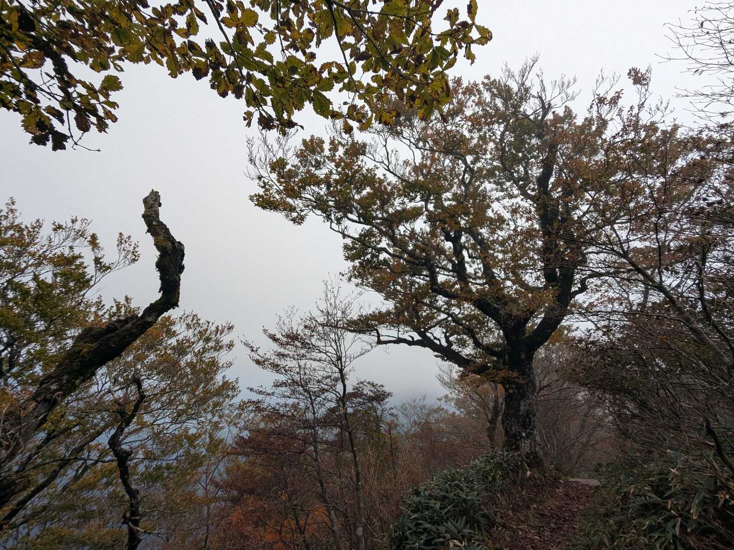 旧寒風山トンネル南口-桑瀬峠-寒風山-笹ヶ峰 往復コースの写真
