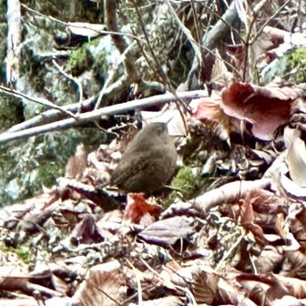 ミソサザイでした🐦