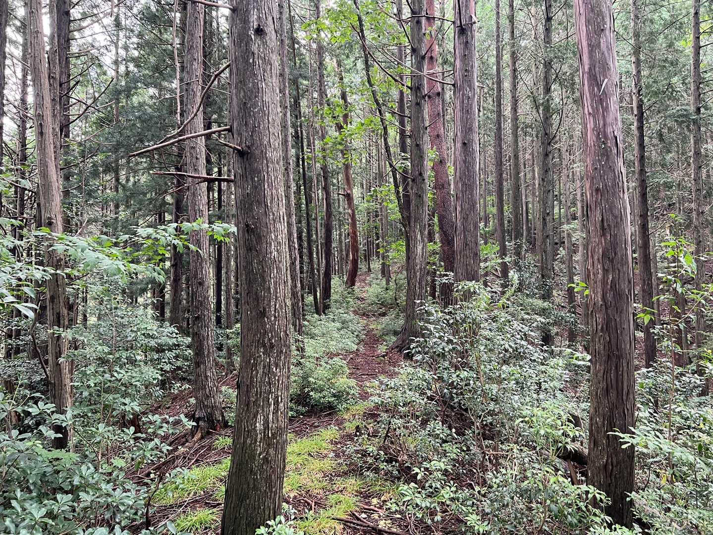 この辺り、道がよくわからない。
どこ歩いても登ればいいんだけど。
YAMAP見ながら方向は合ってるなぁな感じで登りました