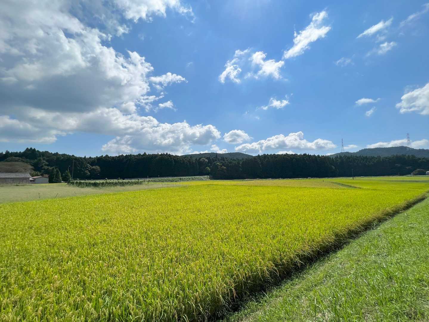 稲がキレイ🌾🌾🌾
トンボも飛んでて、秋の雰囲気。