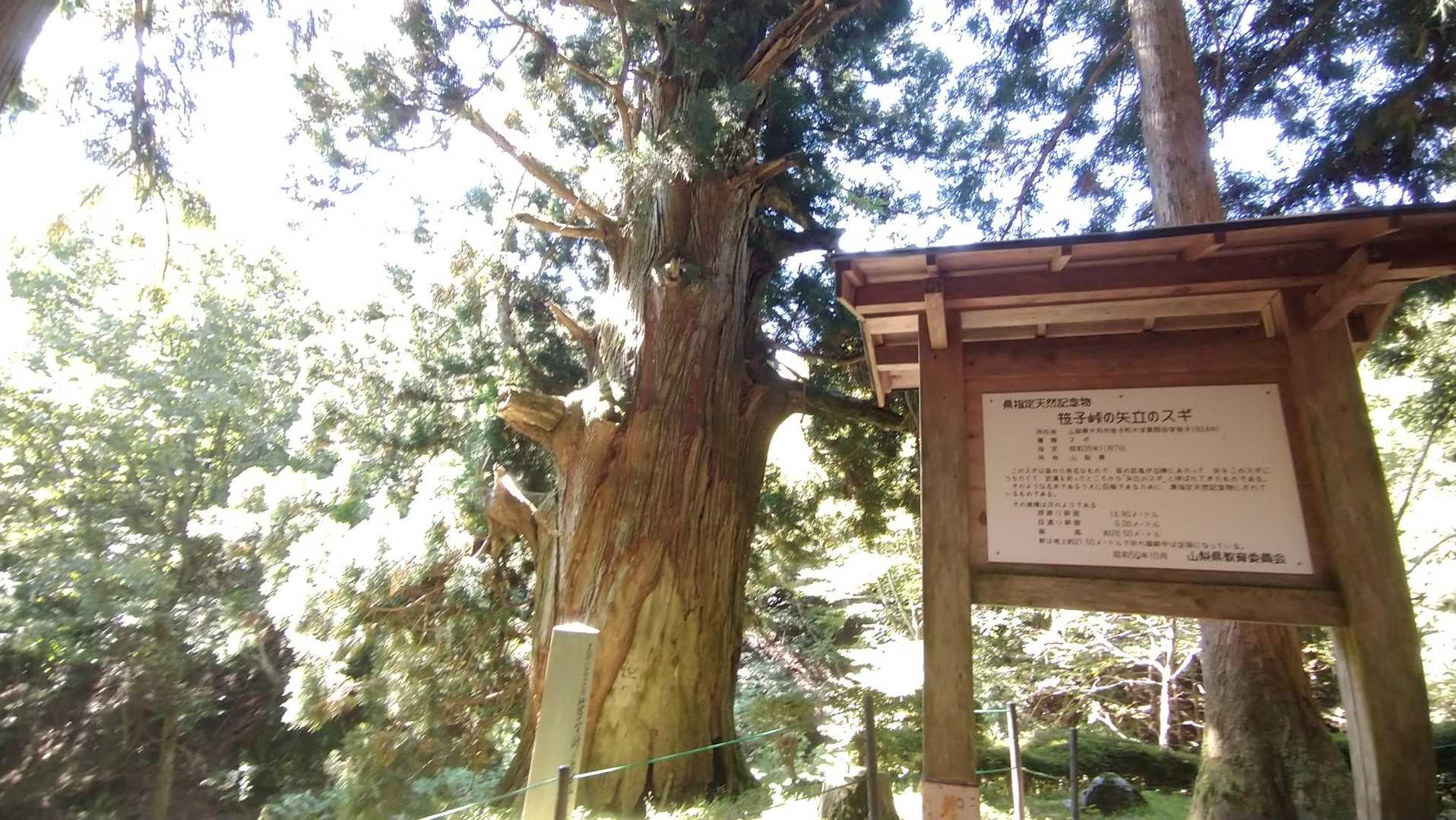 矢立の杉🎵