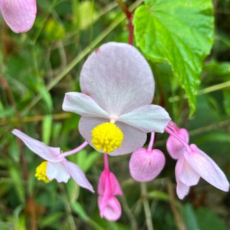 シュウカイドウ