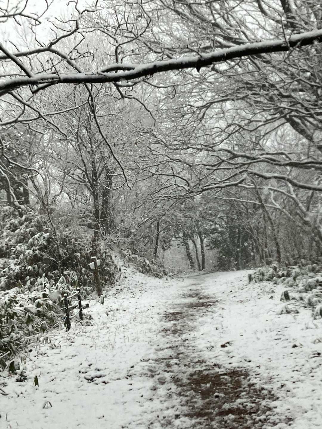 ではゲッザーン🚶
雪降ってきた❄️