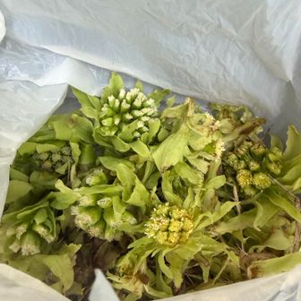 ちょっと開き気味ですがついつい
バッケ味噌と天ぷら、味噌汁で頂きました😋
見つけると採ってしまう、今日この頃