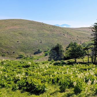 ビーナスの丘から
車山湿原に群生したコバイケイソウ
蝶々深山と南の耳のコルから覗く浅間山🗻