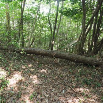 帰路は、東峰山頂からさらに東に歩みを進めて、境原ルートを下ります。
ちなみに、東峰山頂のすぐ先にも北側に開けた展望スポットがあるのですが、現状、木が伸びきって景色を楽しめるような状態にはありませんでした。留意ください。
また、途中、境原ルートとくすの木台ルートの分岐点にて、くすの木台ルートが封鎖してあるように見えました。この点も注意ください（写真参照）。