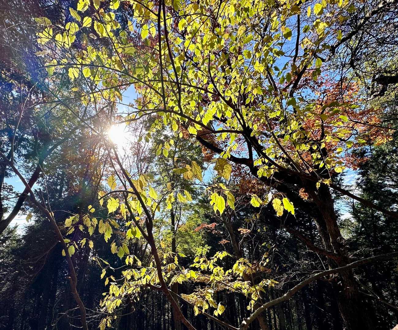 さっきまでのガスが嘘みたいに急激に晴れ、
樹々の葉のきらめきがとても素敵です🍃✨✨