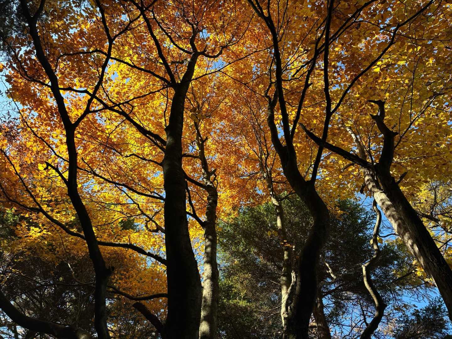 一ノ鳥居-武甲山-子持山-大持山-妻坂峠 周回コースの写真
