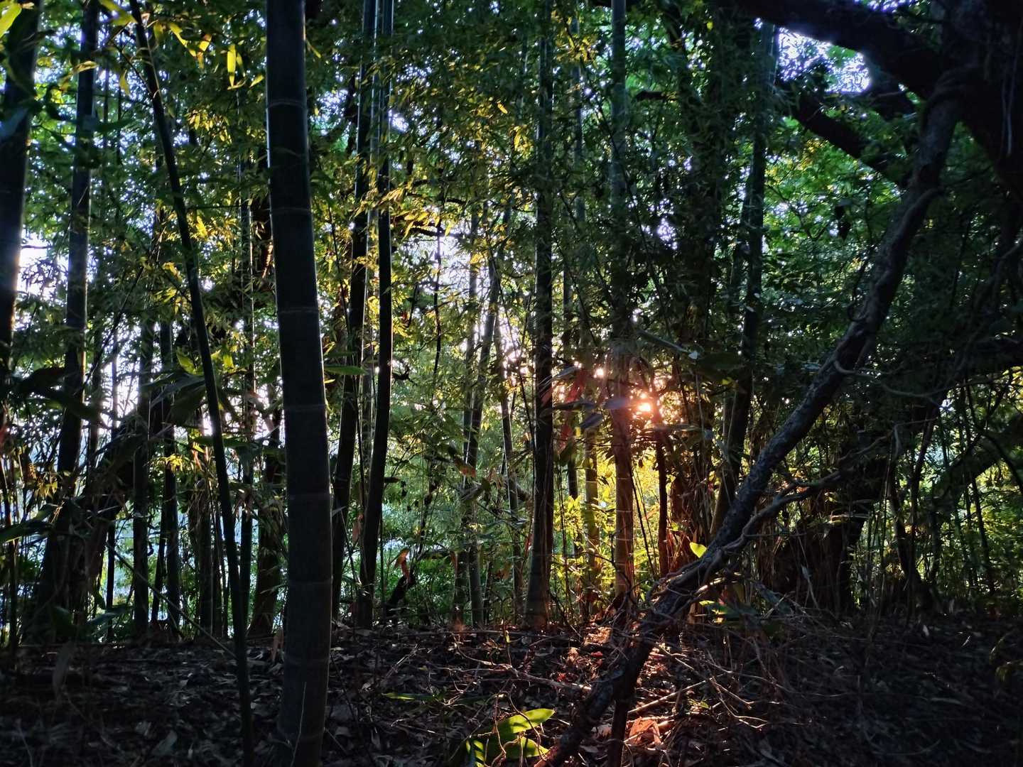 卯辰山 往復コースの写真