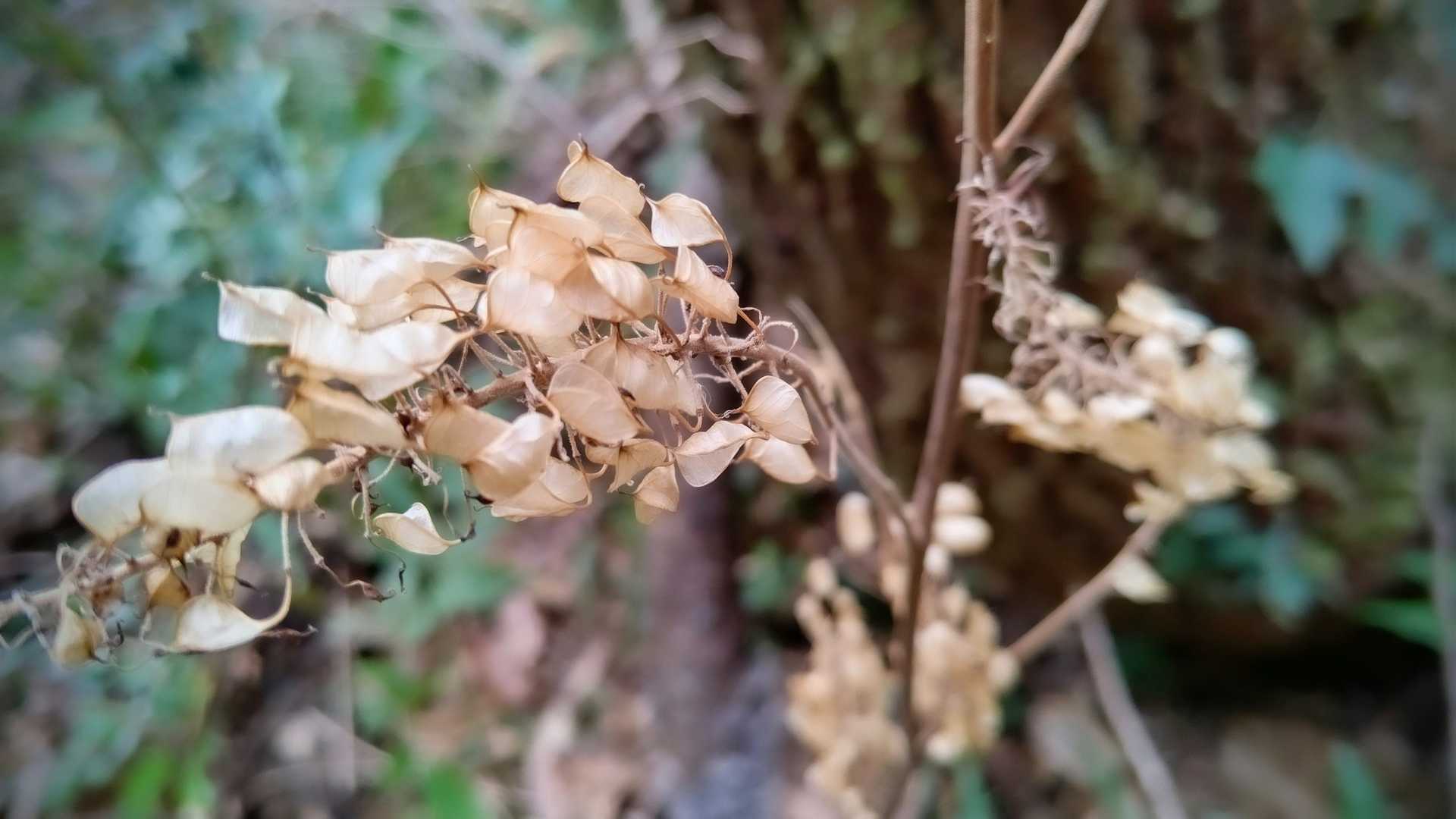 枯花フェチ♡
