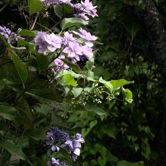 紫陽花はまだな感じ