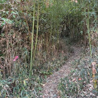 ここ！
ピンクテープがわかりやすく🩷道案内してくれます。