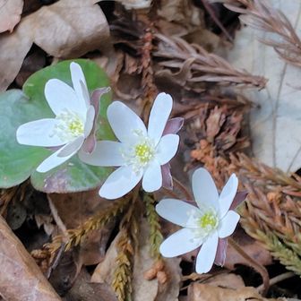 あっち向いているけど葉の先の形から確定の“スハマソウ”なのでパチリ📸