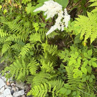 「トリアシショウマ」ユキノシタ科の植物で、夏の涸沢の道中を涼やかに彩る代表的な花だそうです
