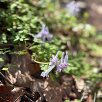 ヤマエンゴサク