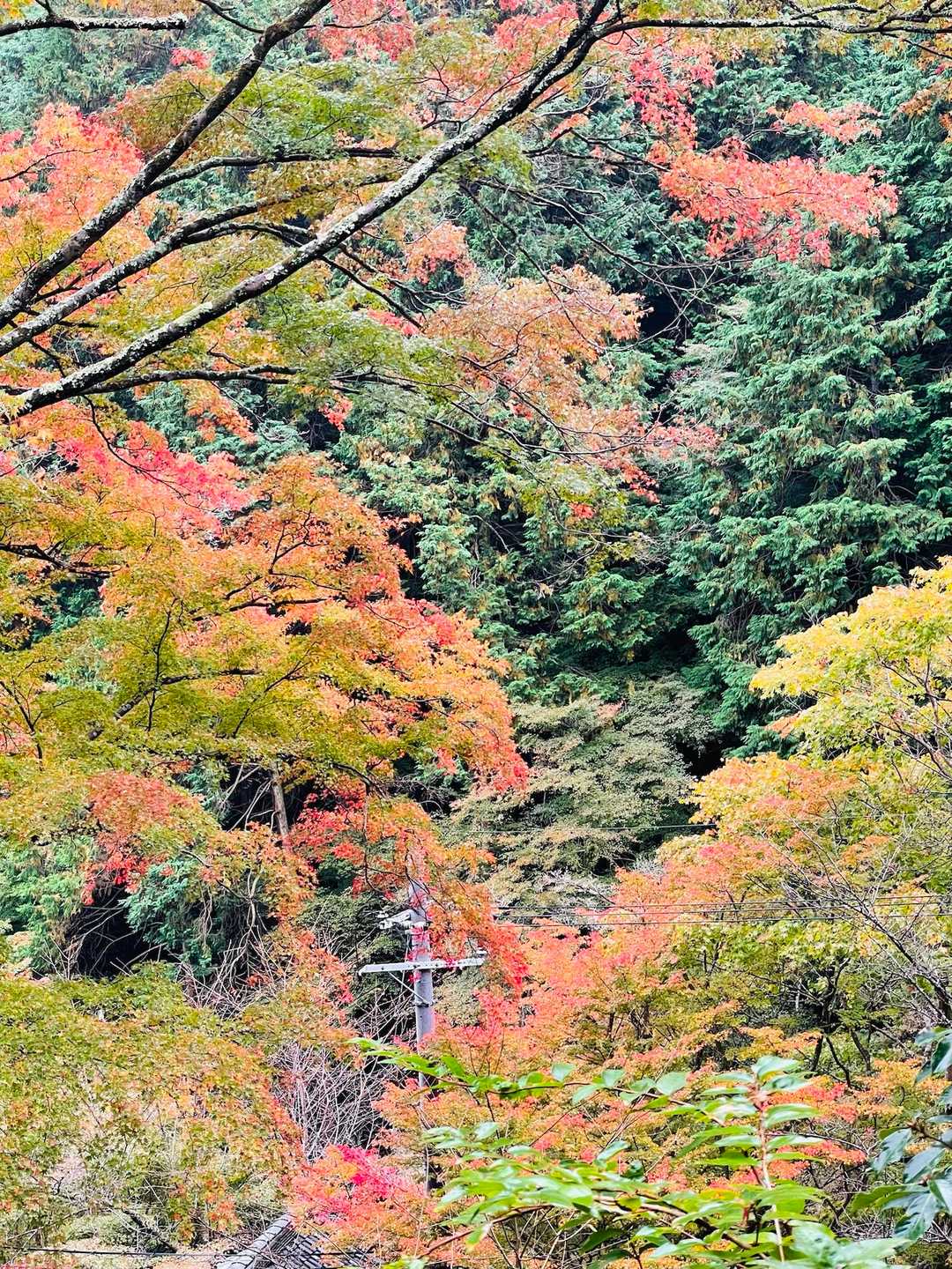釈迦岳-ポンポン山 周回コースの写真