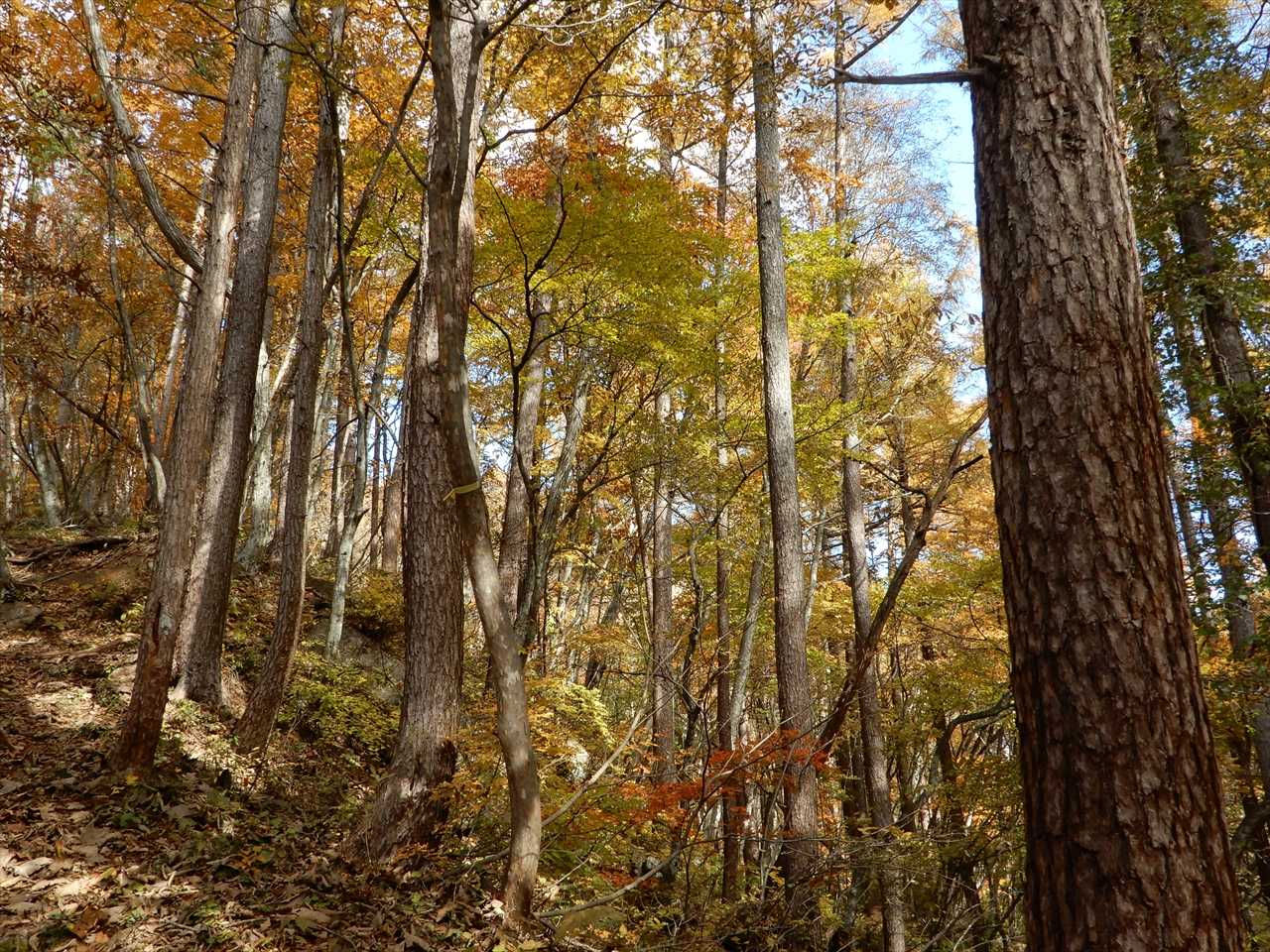 大峰沼登山口-大峰山-吾妻耶山 周回コースの写真