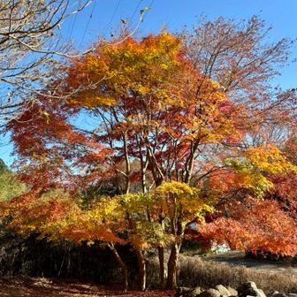 麓に降りてくると、紅葉🍁した木々が有りました。