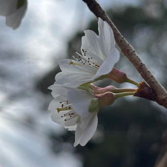こんな時期に咲く
桜があるのですね
